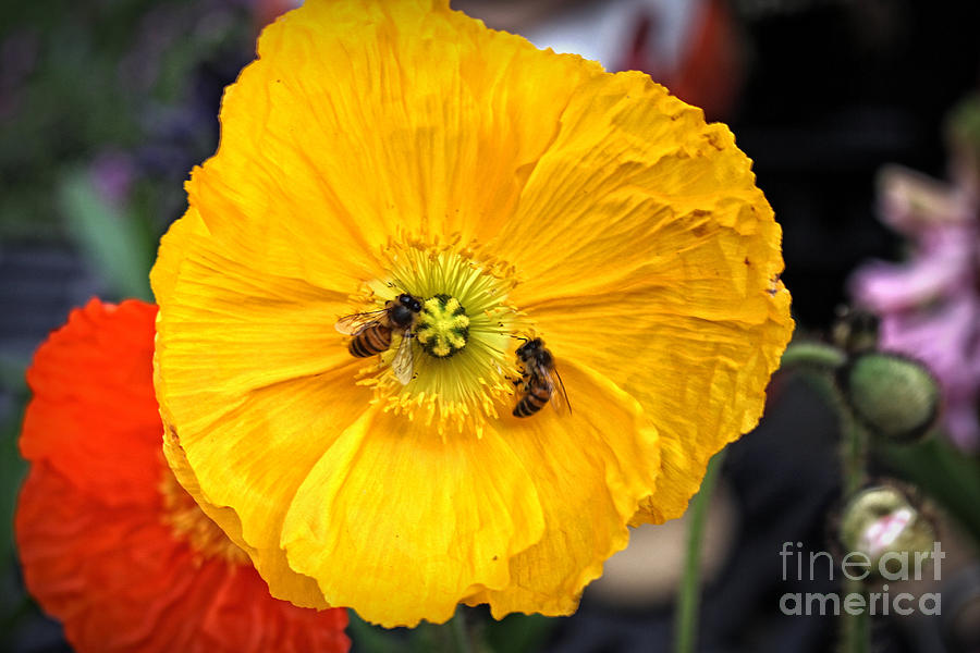 Yellow Poppy and Two Honey Bees Photograph by Ella Kaye Dickey