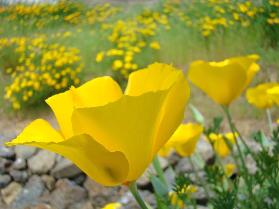 Poppy Photograph - Yellow Poppy Flower Meadow Landscape art prints Baslee Troutman by Patti Baslee