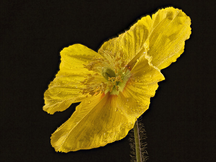 Yellow Poppy Photograph by Jean Noren
