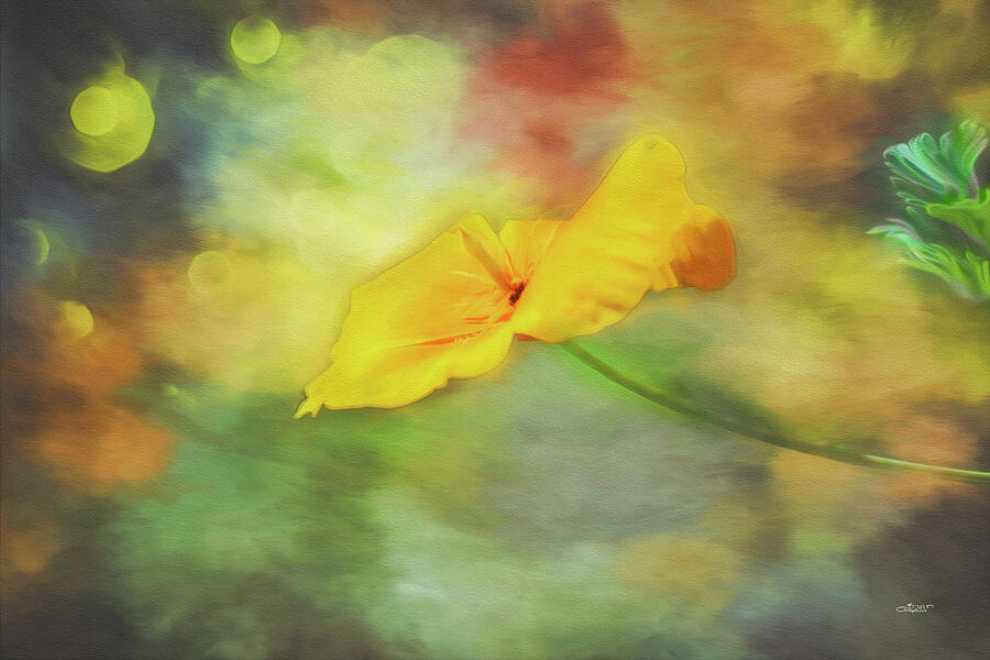 Yellow Poppy Photograph by Jutta Maria Pusl