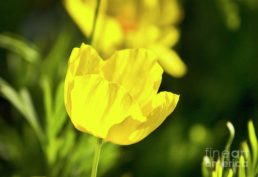 Yellow Poppy Photograph by Karen Jorstad