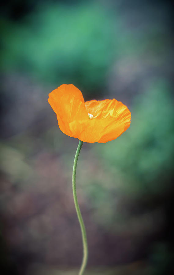 Yellow poppy Photograph by Lilia S