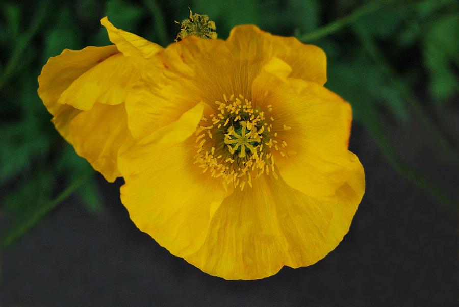 Yellow Poppy Photograph by Marilynne Bull