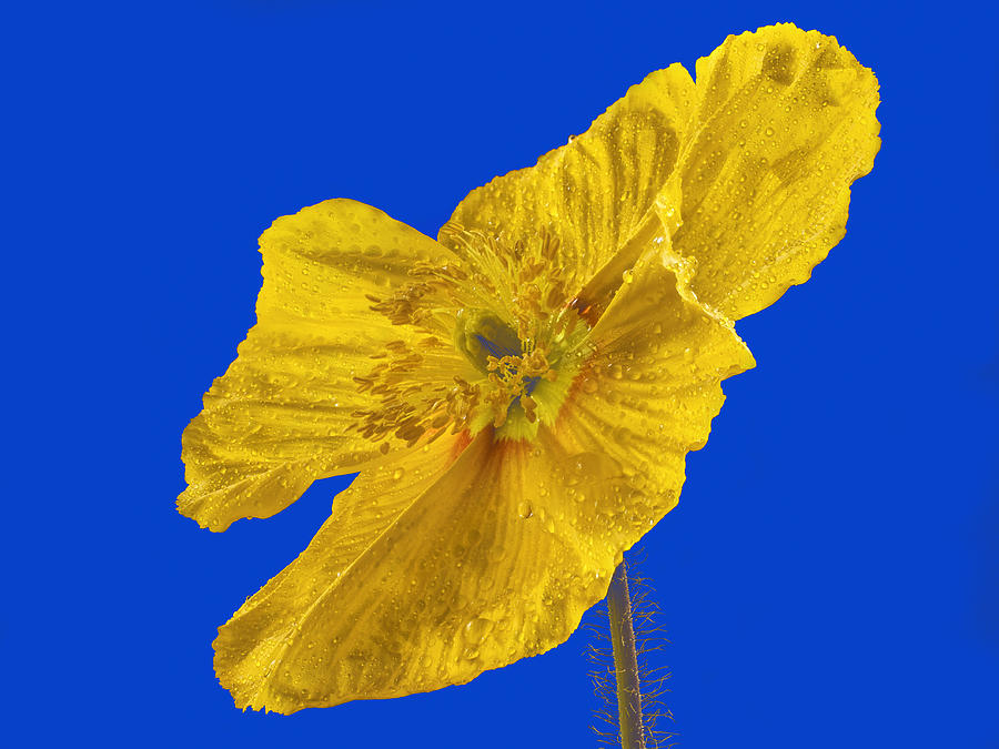 Yellow Poppy on Blue Background Photograph by Jean Noren