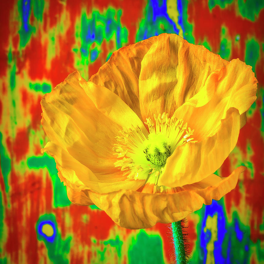 Yellow Poppy portrait Photograph by Garry Gay