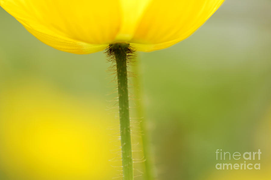 Yellow Poppy Photograph by Silke Magino