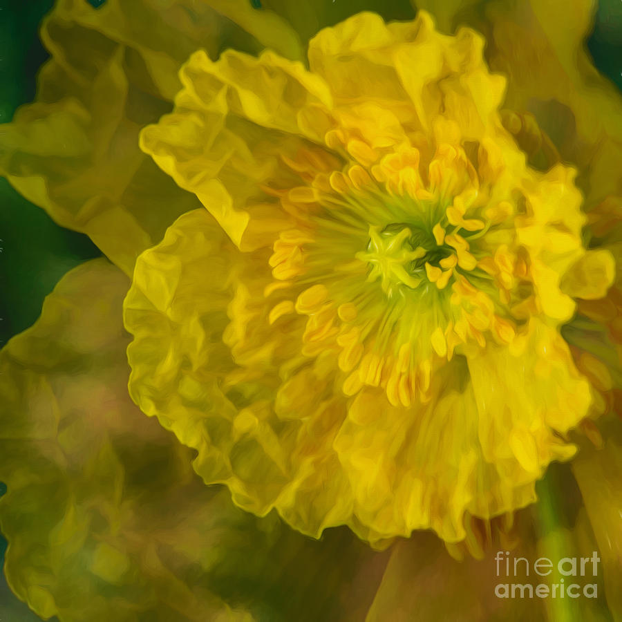 Yellow Poppy Digital Art