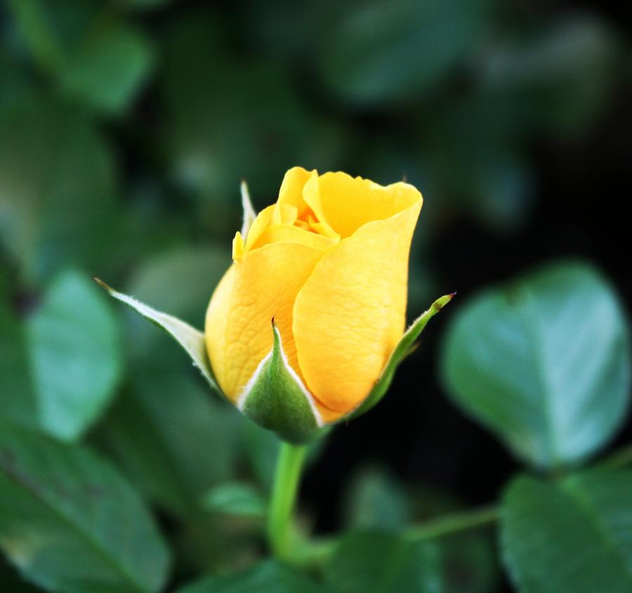 Rose Photograph - Yellow Portland Rose by Cathie Tyler