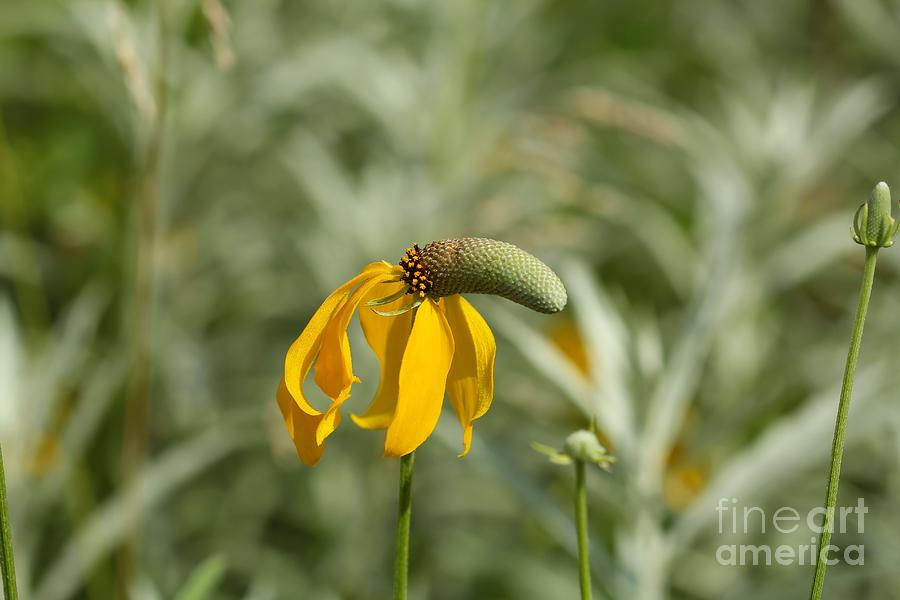 Yellow Prairie Coneflower Photograph by Jimmy Ostgard