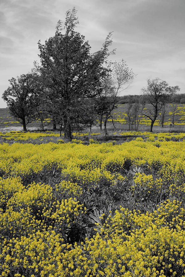 Yellow Prairie Photograph by Dylan Punke