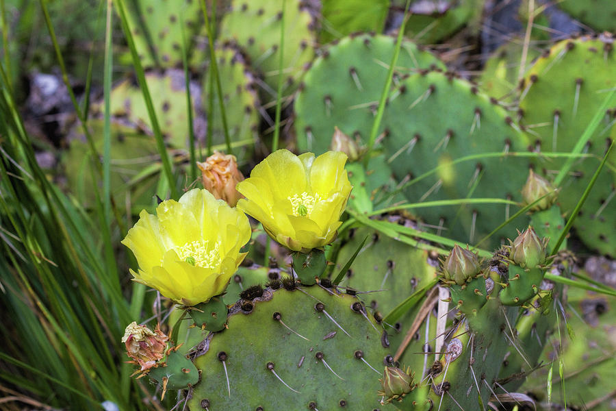 Yellow Prickly Pear Blooms Photograph by Kathy Clark