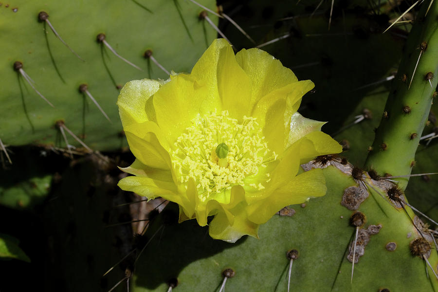 Yellow Prickly Pear Blossom Photograph by Kathy Clark