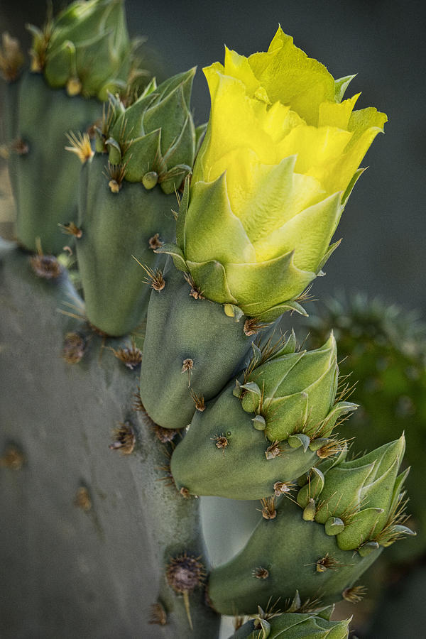 Yellow Prickly Pear Cactus Bloom Photograph by Saija Lehtonen