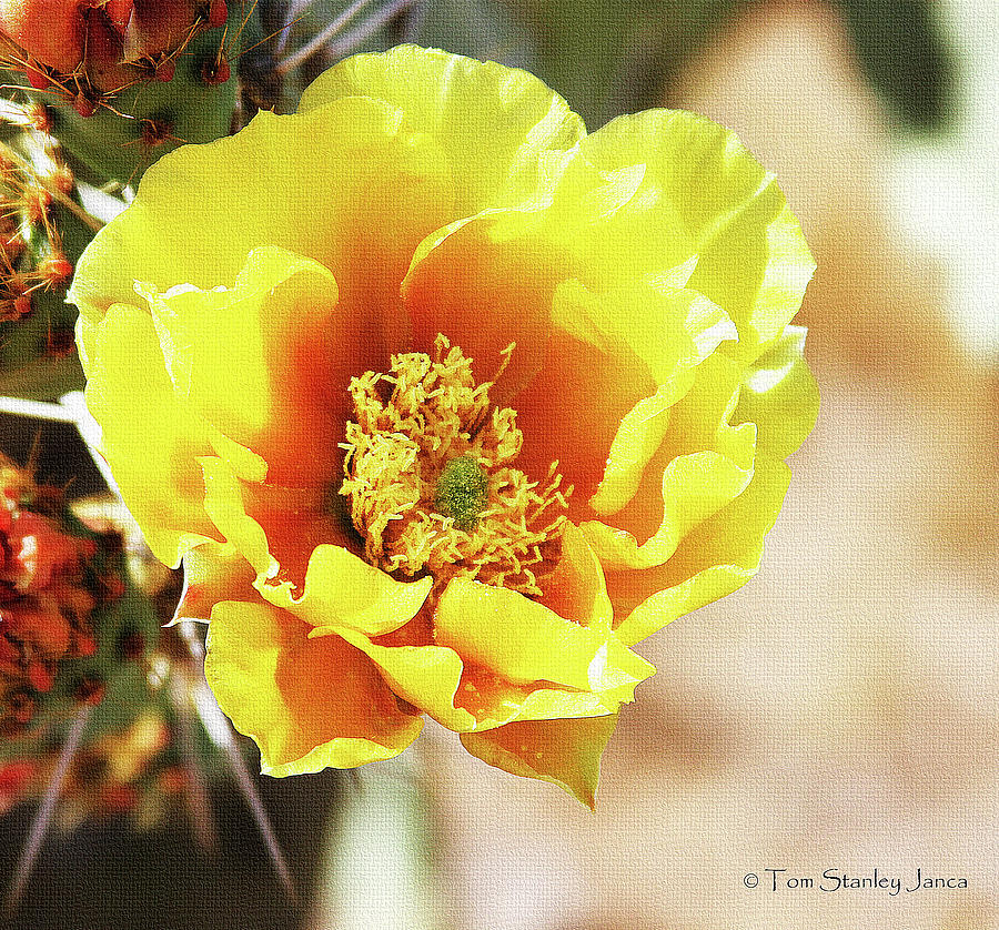 Yellow Prickly Pear Flower Photograph by Tom Janca