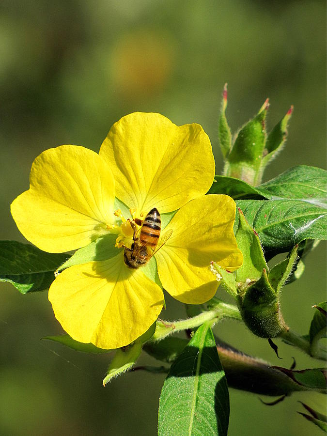 Yellow Primrose and Honey Bee 000 Photograph by Christopher Mercer