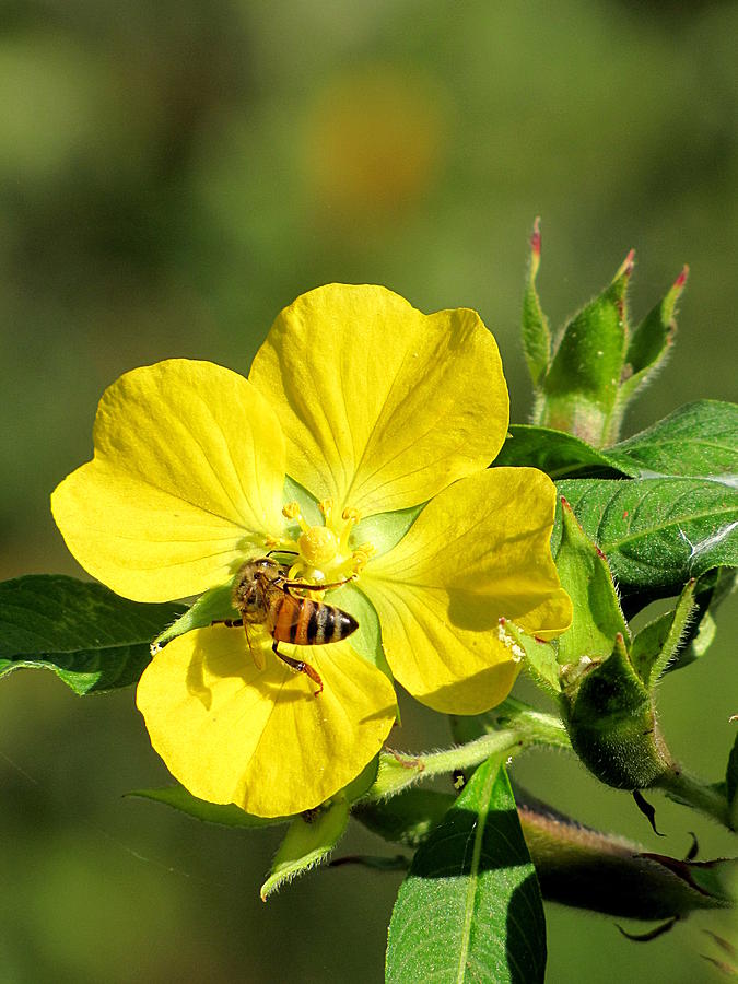 Yellow Primrose and Honey Bee Photograph by Christopher Mercer