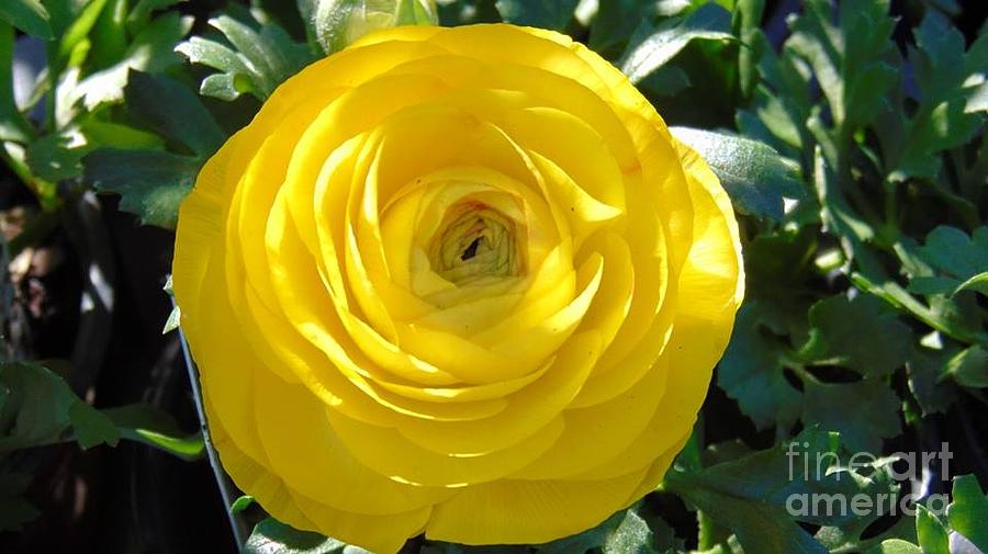 Rose Photograph - Yellow Primrose by Charlotte Gray