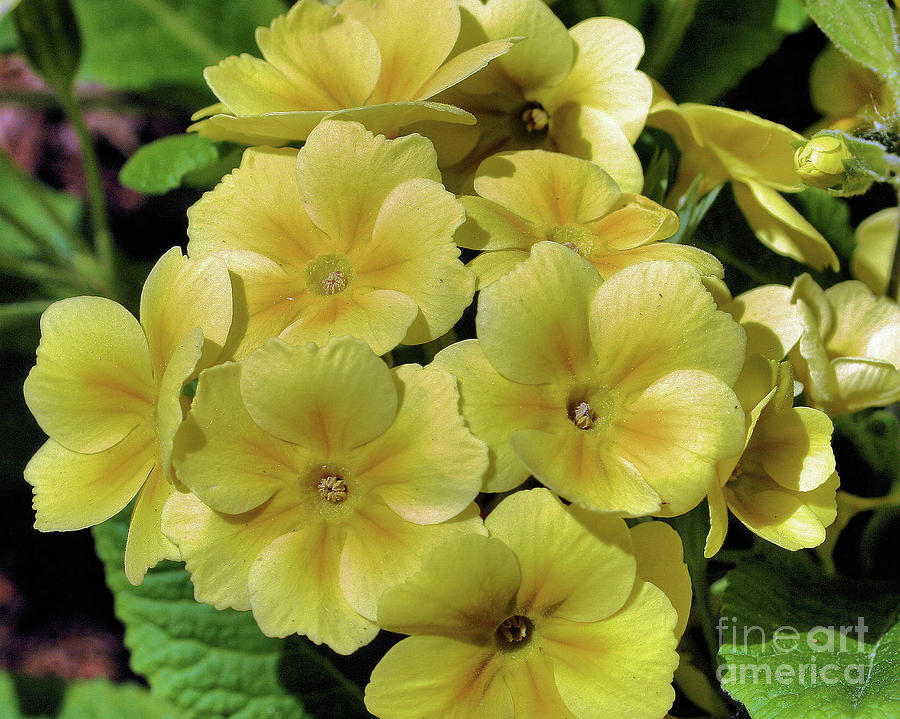 Yellow Primrose Photograph by Smilin Eyes Treasures