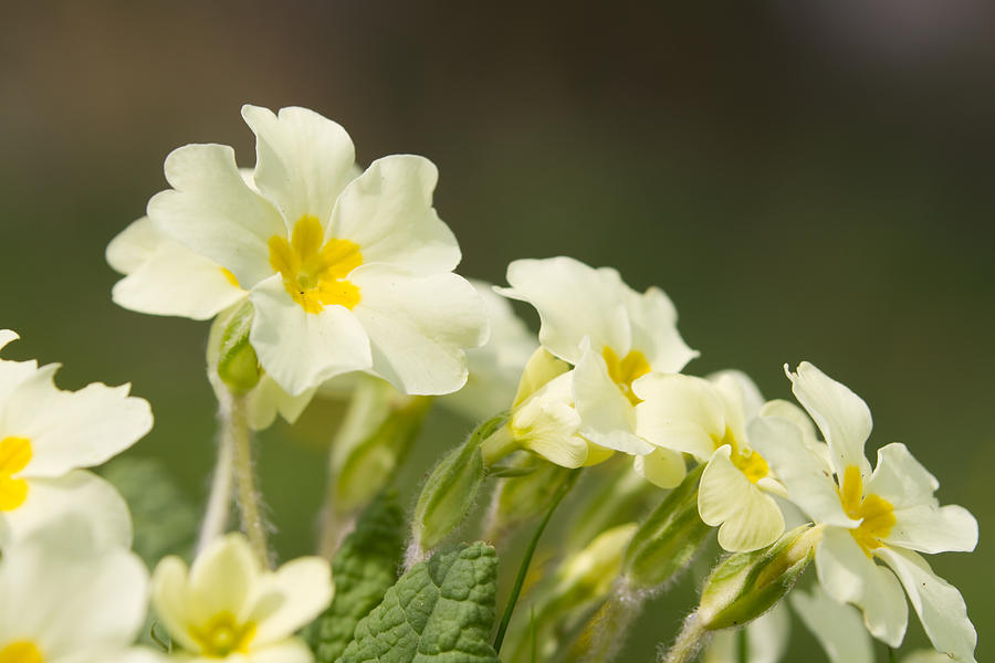 Yellow Primula Photograph by Chris Smith