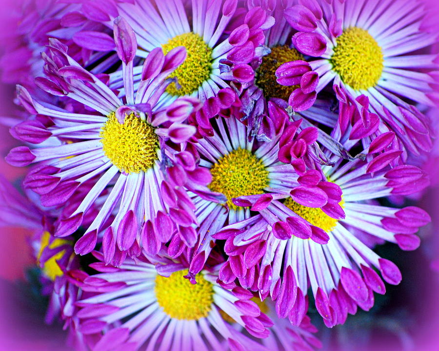 Yellow Purple and White Photograph by AJ  Schibig