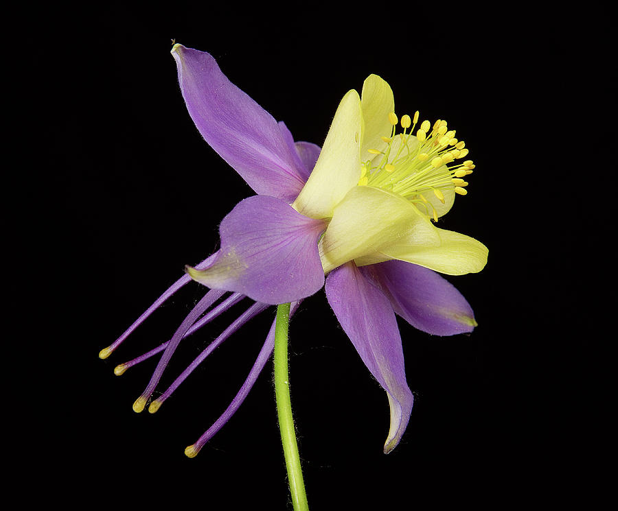 Yellow Purple Columbine Flower Photograph by James BO Insogna