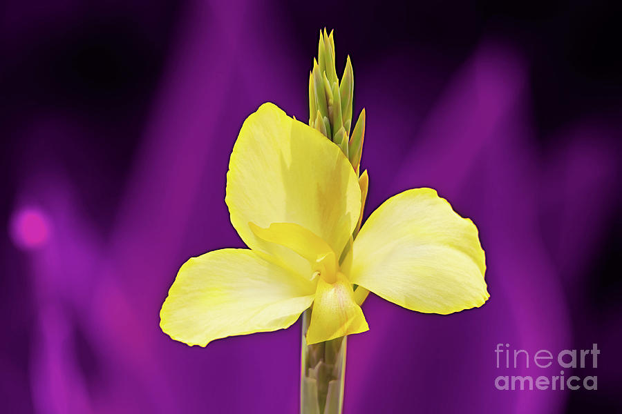 Yellow Purple Digital Art by Ed Taylor