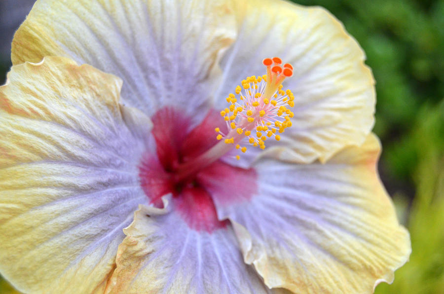 Yellow Purple Hibiscus 1 Photograph by Amy Fose