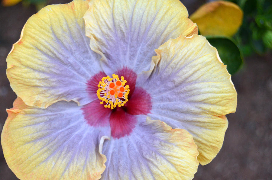 Yellow Purple Hibiscus 3 Photograph by Amy Fose