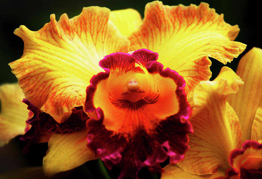 Yellow-Purple Orchid Photograph by Anthony Jones