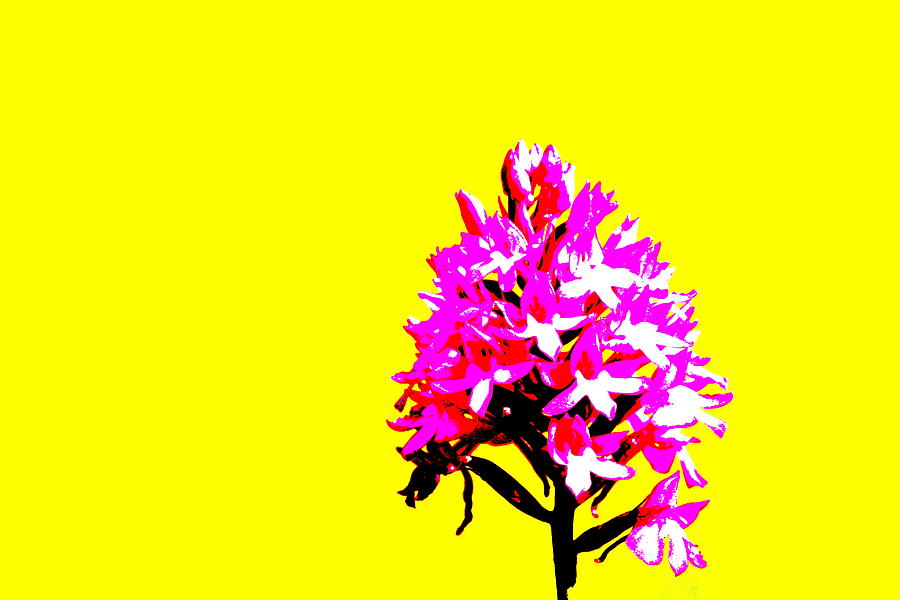 Yellow Pyramid Orchid Photograph by Richard Patmore