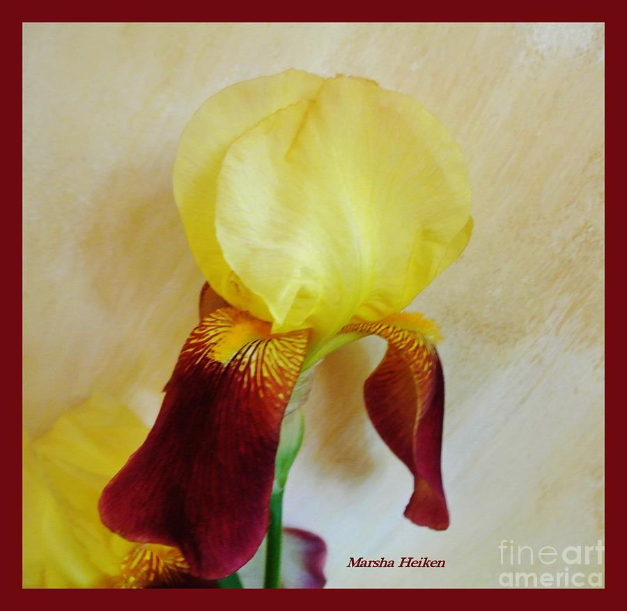 Yellow Queen Iris Photograph by Marsha Heiken