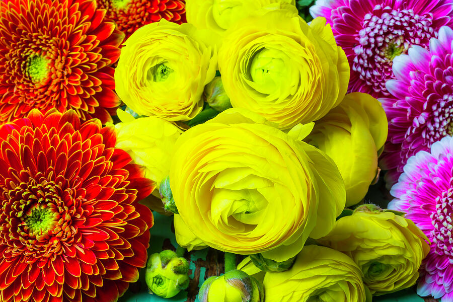 Yellow Ranunculus And Mums Photograph by Garry Gay