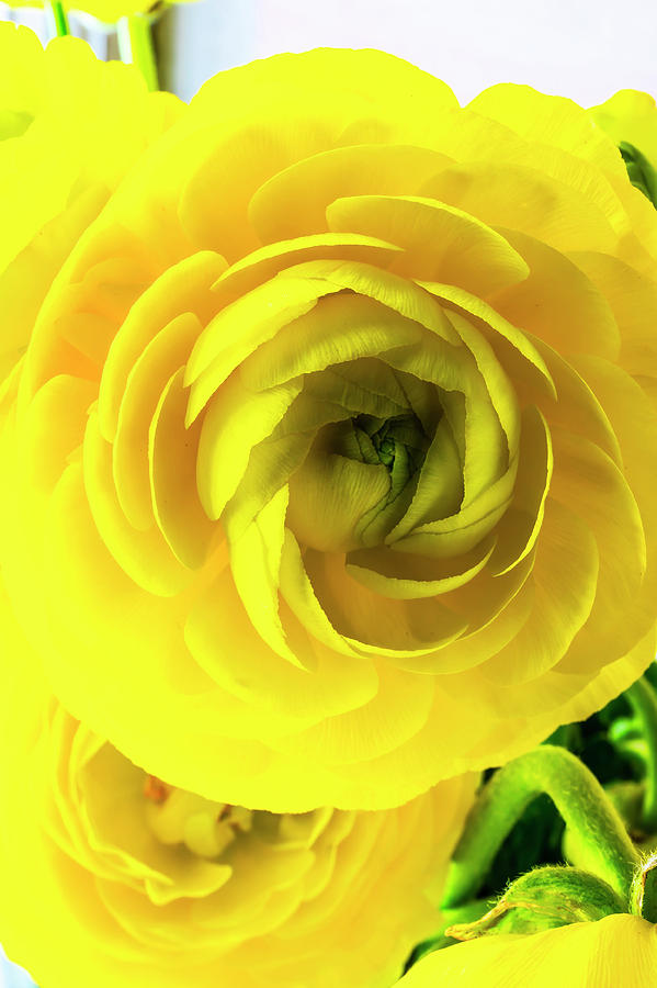 Yellow Ranunculus Close Up Photograph by Garry Gay