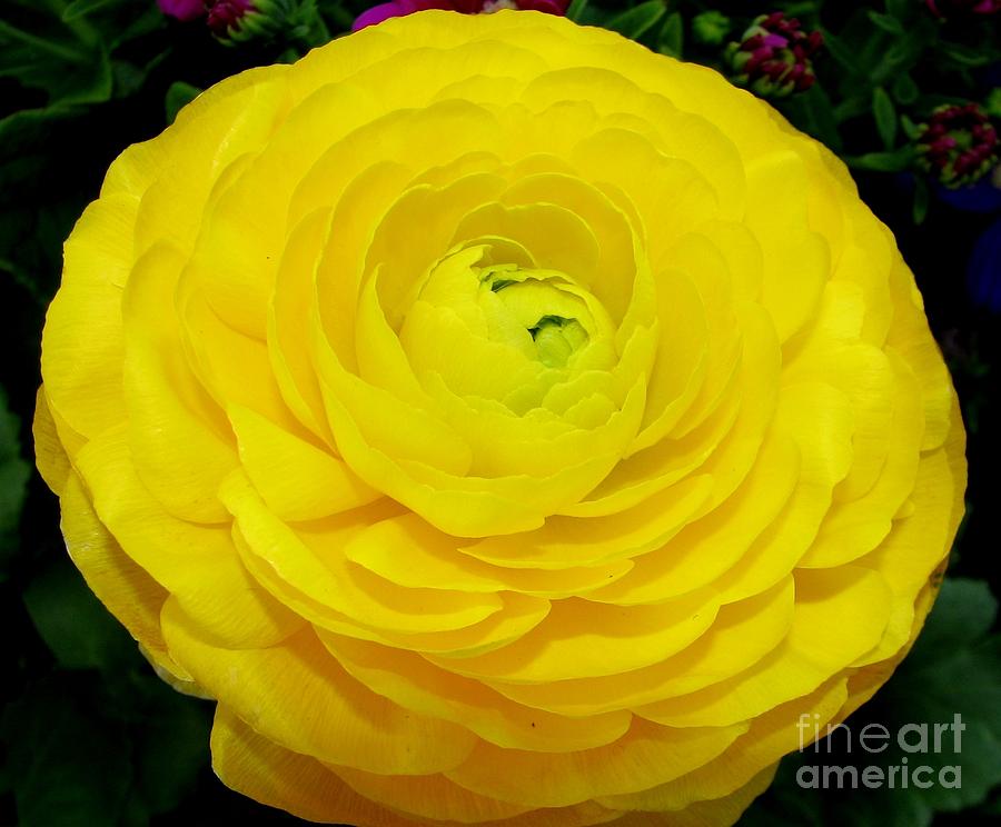 Yellow Ranunculus Flower Photograph by Rose Santuci-Sofranko