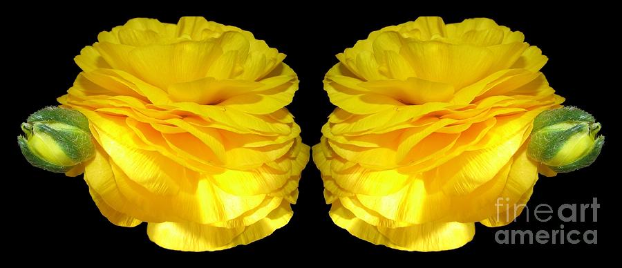 Yellow Ranunculus Flowers Mirrored Photograph by Rose Santuci-Sofranko