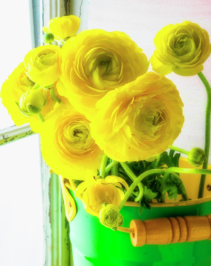 Yellow Ranunculus In Green Bucket Photograph by Garry Gay