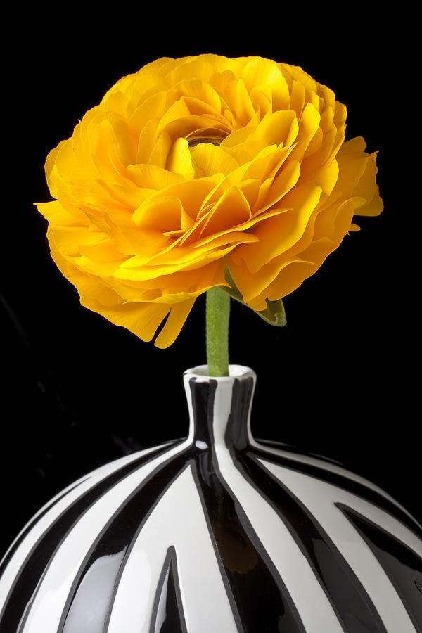 Flower Photograph - Yellow Ranunculus In Striped Vase by Garry Gay