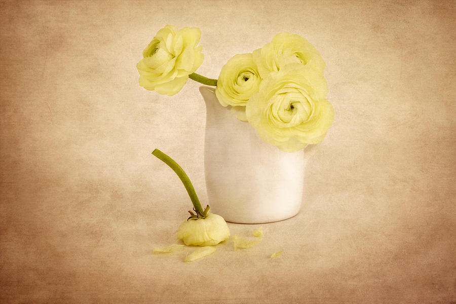 Yellow Ranunculus  Photograph by Kim Hojnacki