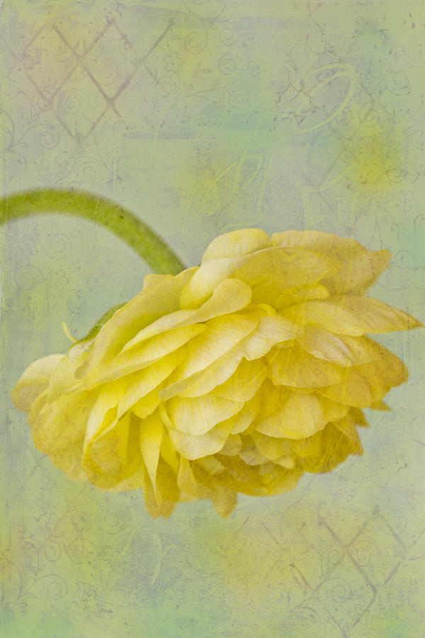 Yellow Ranunculus Macro Photograph by Sandra Foster