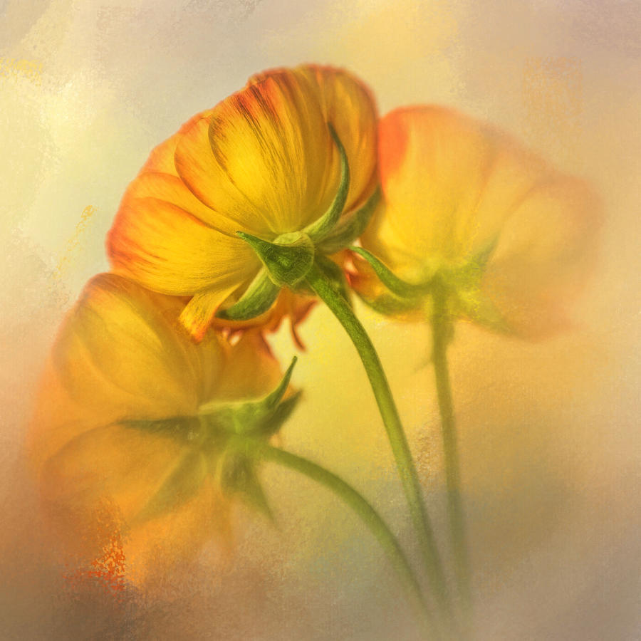 Yellow Ranunculus On Yellow Photograph by David and Carol Kelly