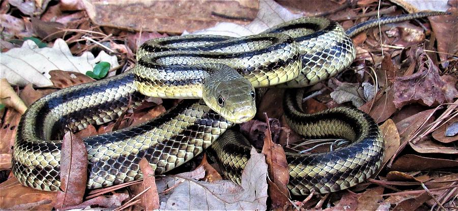 Yellow Rat Snake Photograph by Joshua Bales