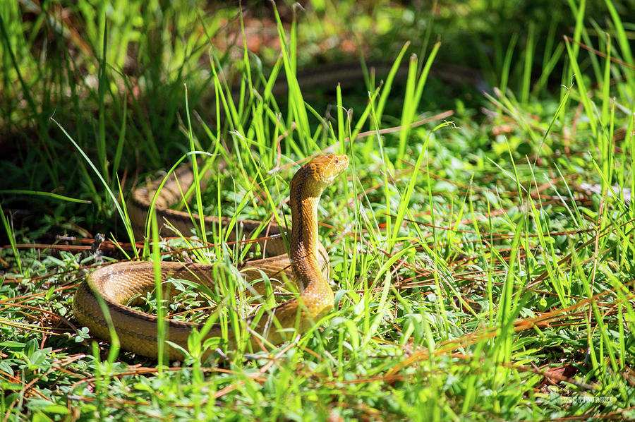 Yellow Rat Snake Photograph by Ken Figurski