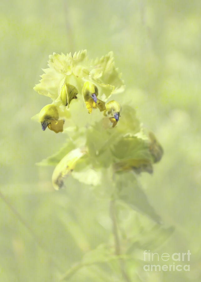 Yellow Rattle With Texture Photograph by Michelle Meenawong