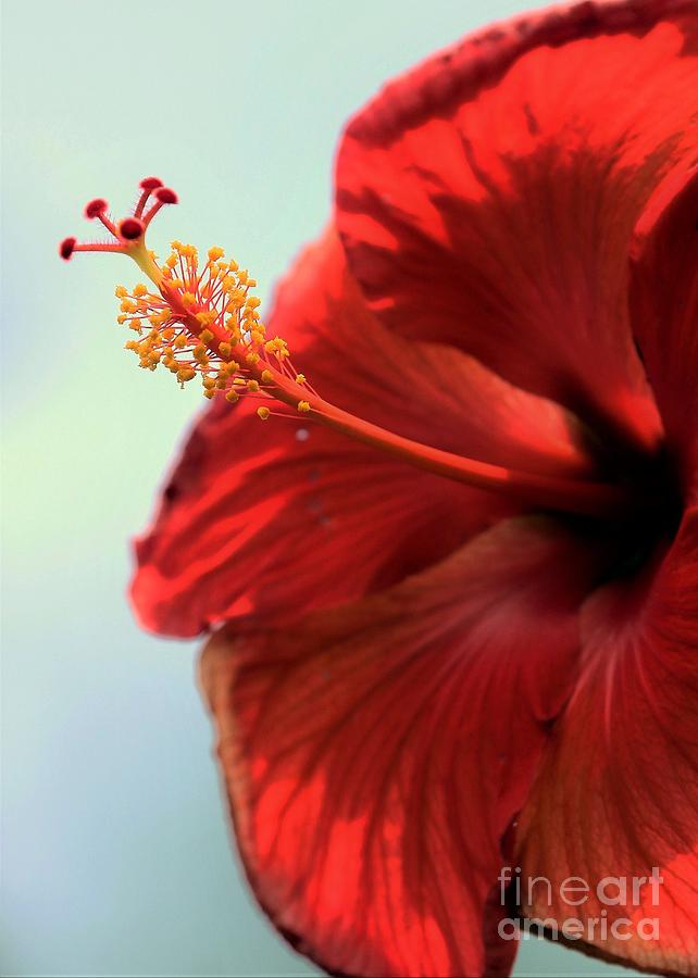 Nature Photograph - Yellow Red and Coral Hibiscus Profile by Diann Fisher