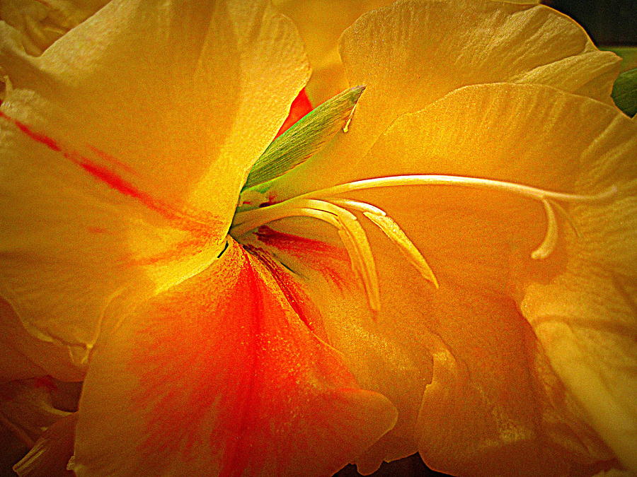 Flower Digital Art - Yellow Red Gladiolus by Bonita Brandt