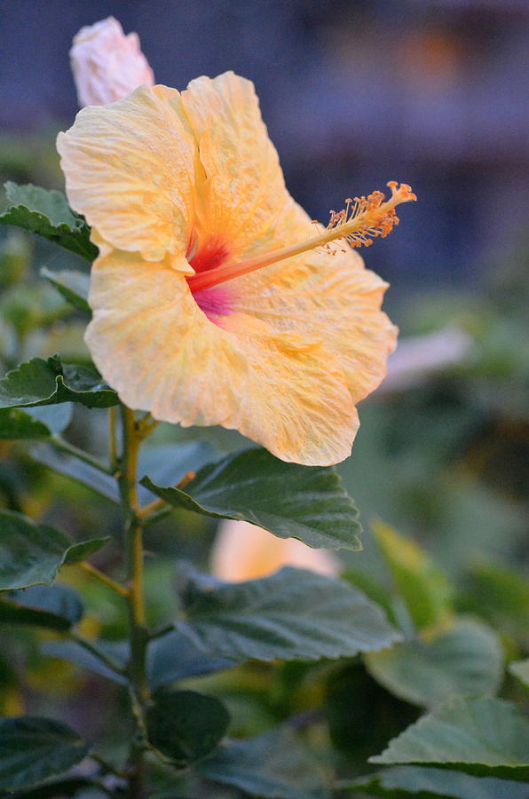 Yellow Red Hibiscus Profile Photograph by Amy Fose