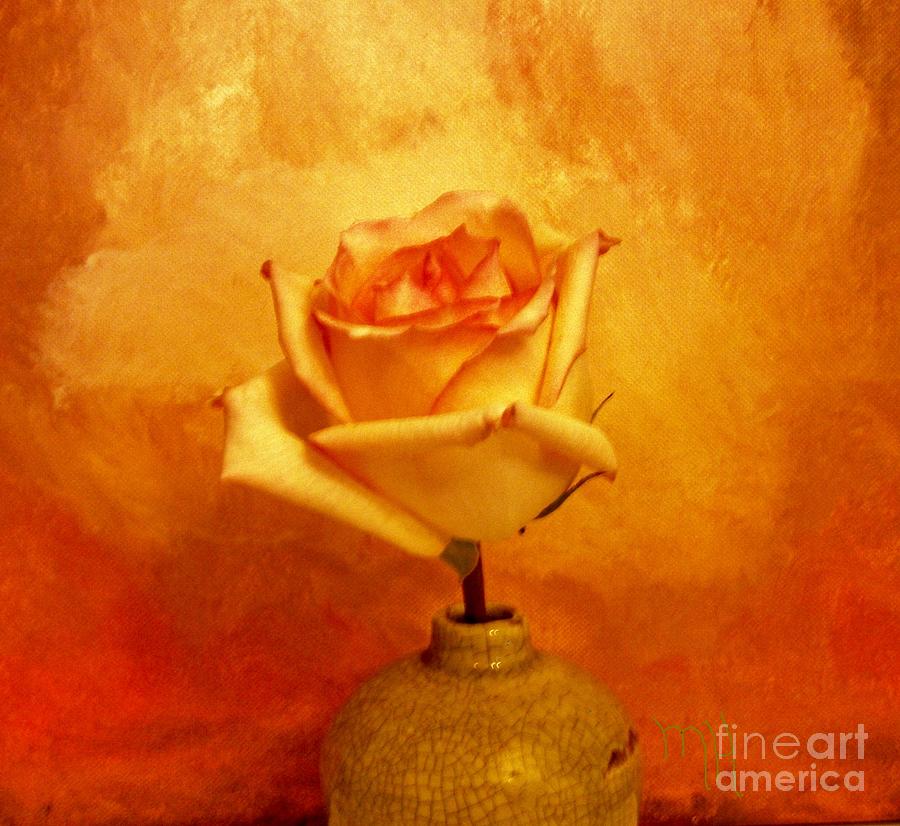 Yellow Red Orange Tipped Rose Photograph by Marsha Heiken