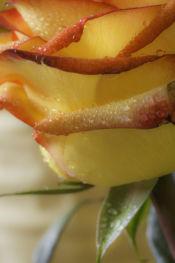 Yellow - Red Rose Photograph