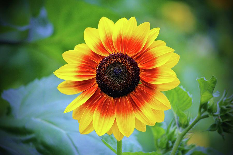 Yellow Red Sunflower Photograph by Cynthia Guinn