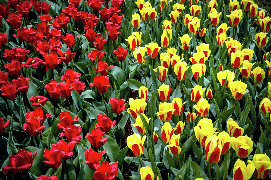 Yellow-Red Tulip Carpet Photograph by Jenny Rainbow
